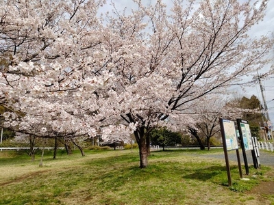 狭山湖の桜