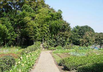 大鐘公民館からトトロの森3号地への田園風景1