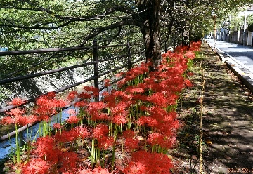 東所沢二丁目自治会　花いっぱいの会の写真2