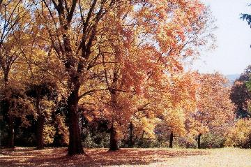 狭山湖の紅葉の写真