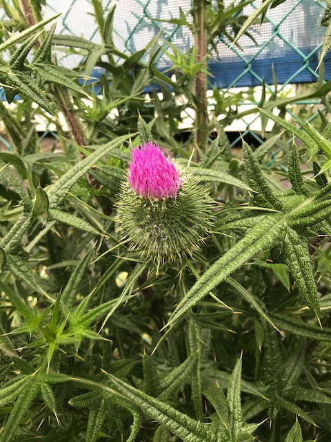 開花後のアメリカオニアザミの写真