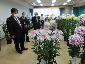 山口地区文化祭菊の展示の写真