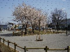 桃木窪中央公園の写真