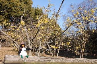 ロウバイ園とひばりちゃん写真