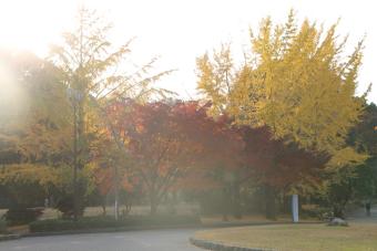 西日に照らされた航空公園の紅葉