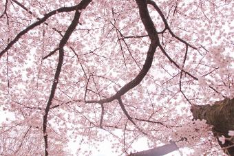 大きな桜の木