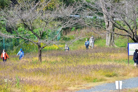 参加者たちが樹林地の中を歩いている様子