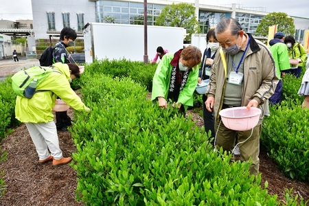 航空公園の駅前にある茶園で茶摘み体験をする参加者