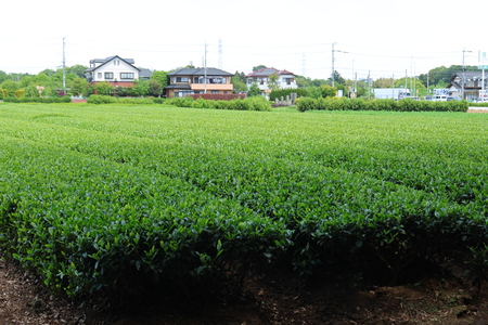 一面に茶葉が広がっている