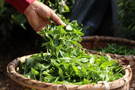 新茶の茶葉が緑で美しい