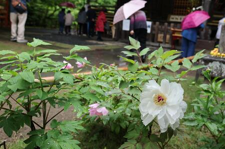 大ぶりな白い牡丹の花が咲いている様子