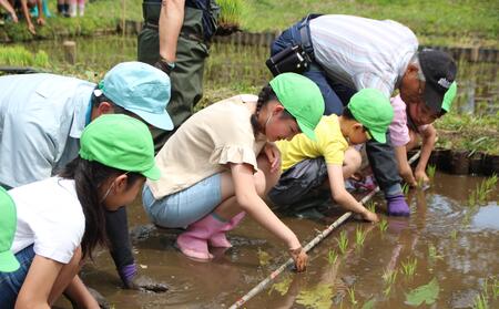 目印の棒に沿って稲を植える児童の様子