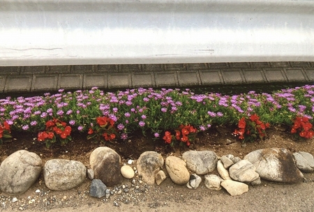 綺麗なベゴニアが道路を彩っています